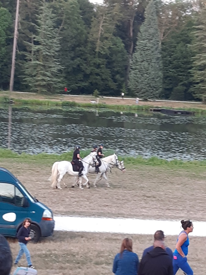 Les chevaux de l'écurie du château