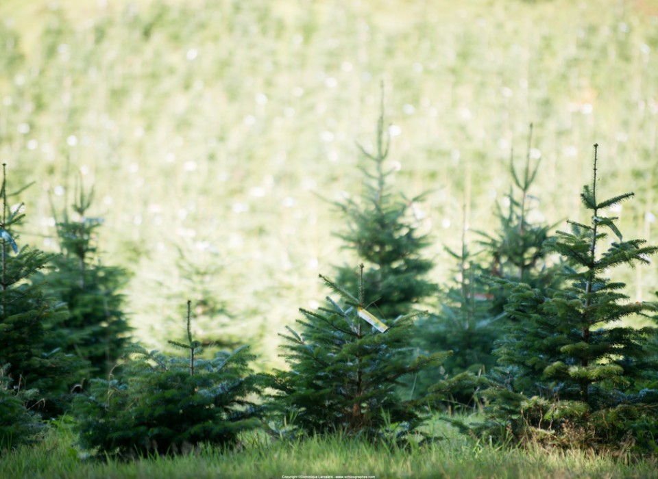 Des sapins de Noël dans le Morvan