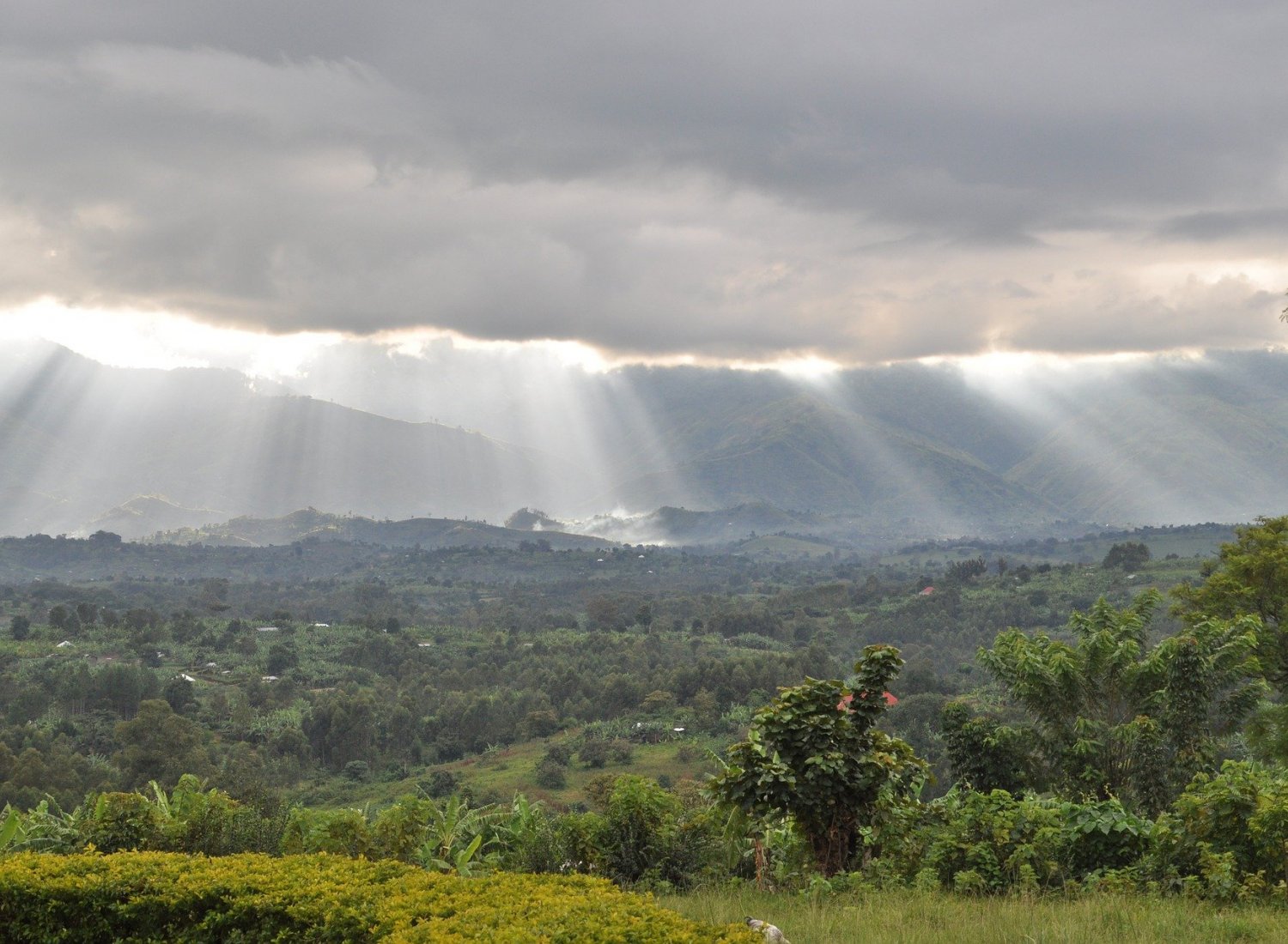 Monts Rwenzori, frontière entre Ouganda et république du Congo
